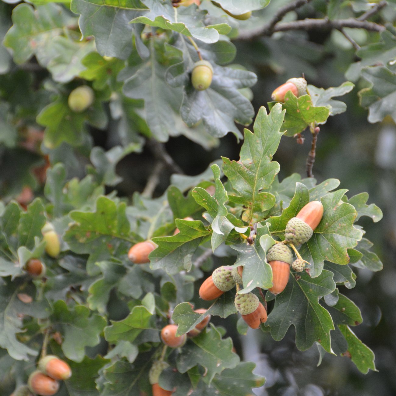 Obrázok Dub plstnatý (Quercus pubescens) - výška 300-320 cm, kont. C55L - VIACKMENNÝ
